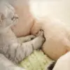 Fluffy Cat & Puppy Bed - Plush Winter Pet House & Cushion