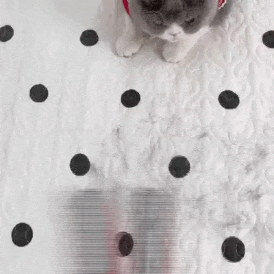 Pet Hair Removal Roller