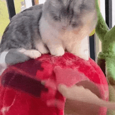 Pet Hair Removal Roller