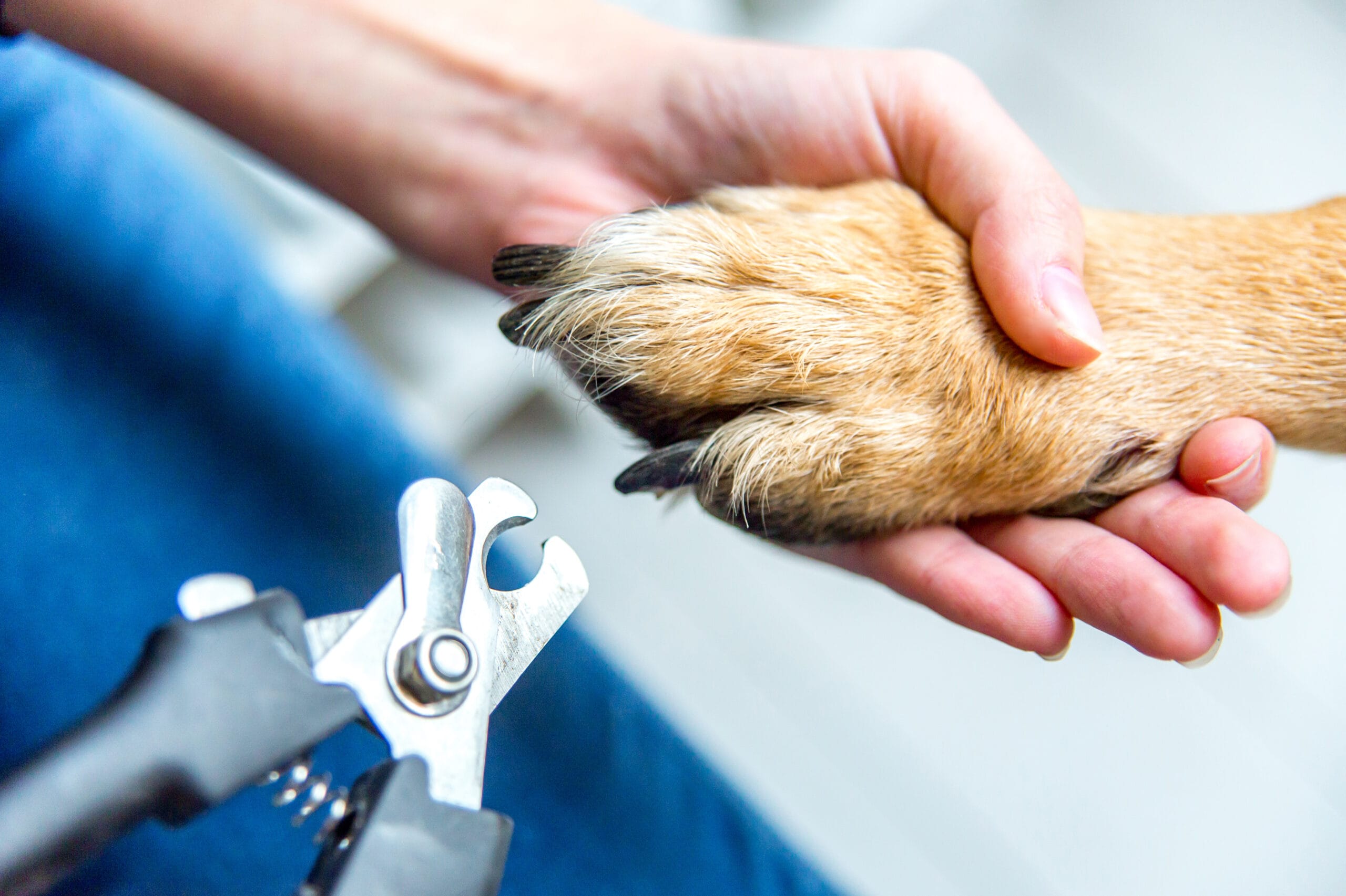 LED Pet Nail Clipper with Two Lighting Modes for Cats & Dogs