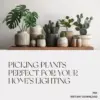 113675-817579.webp Picking Plants Perfect for Your Home’s Lighting | AI Plant Identification Checklist | How to Use AI to Identify Plants for Your Home's Lighting | Indoor Plant Matching Guide for Beginners